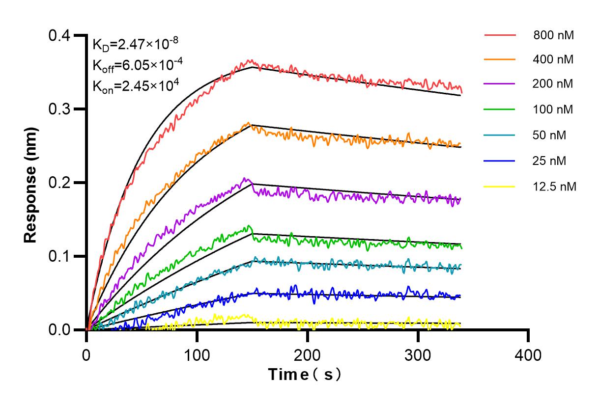 Affinity and Kinetic Characterization of 84335-5-RR