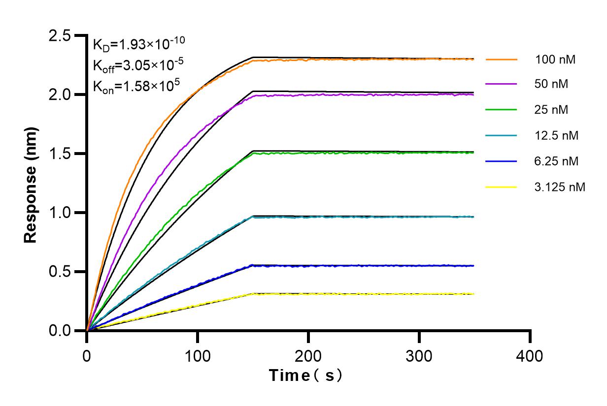 Affinity and Kinetic Characterization of 84347-5-RR