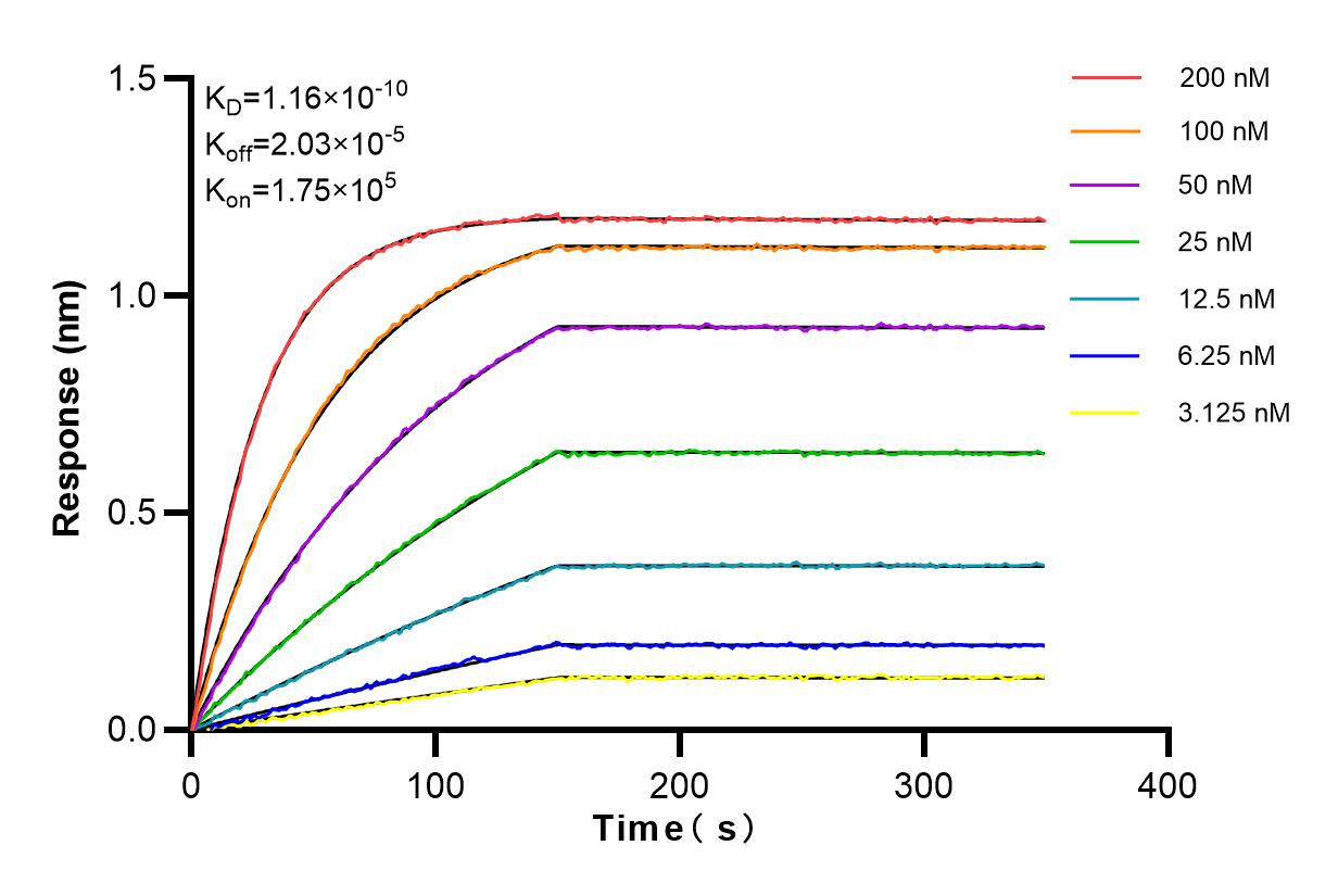 Affinity and Kinetic Characterization of 84356-1-RR