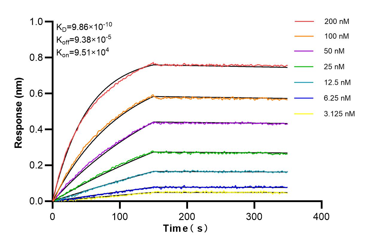 Affinity and Kinetic Characterization of 84401-4-RR