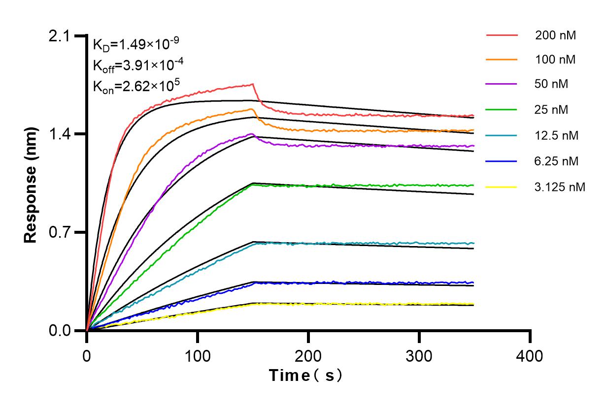 Affinity and Kinetic Characterization of 84402-1-RR