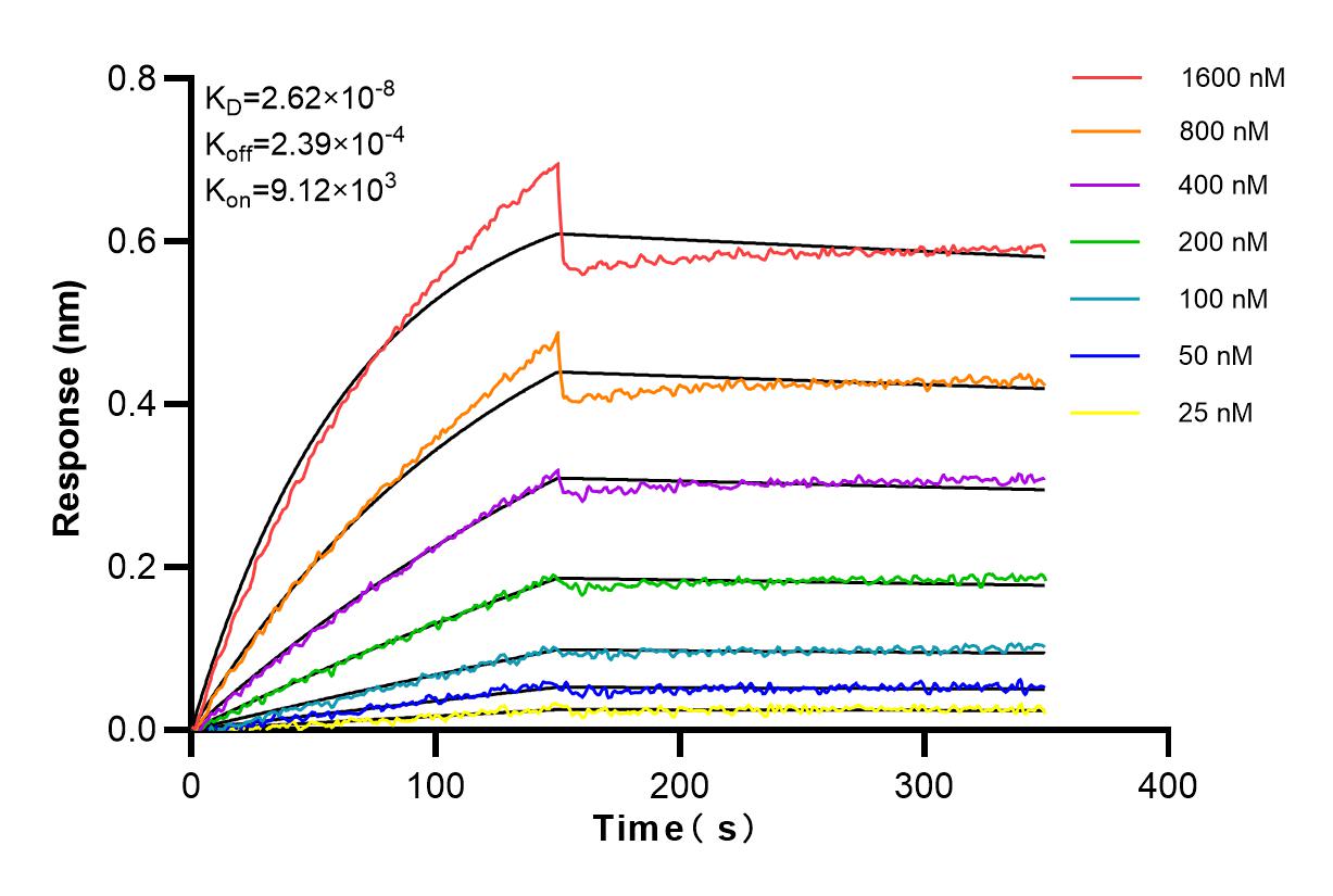 Affinity and Kinetic Characterization of 84404-1-RR