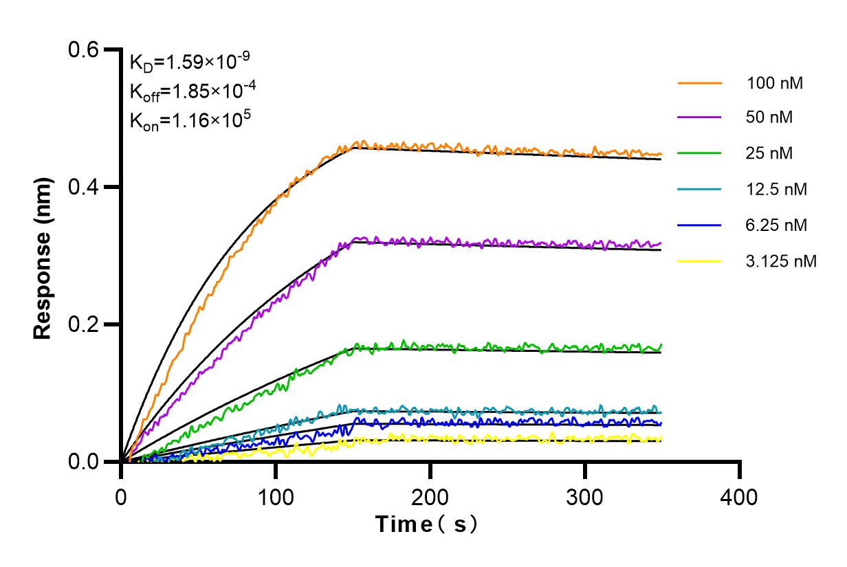 Affinity and Kinetic Characterization of 84447-1-RR