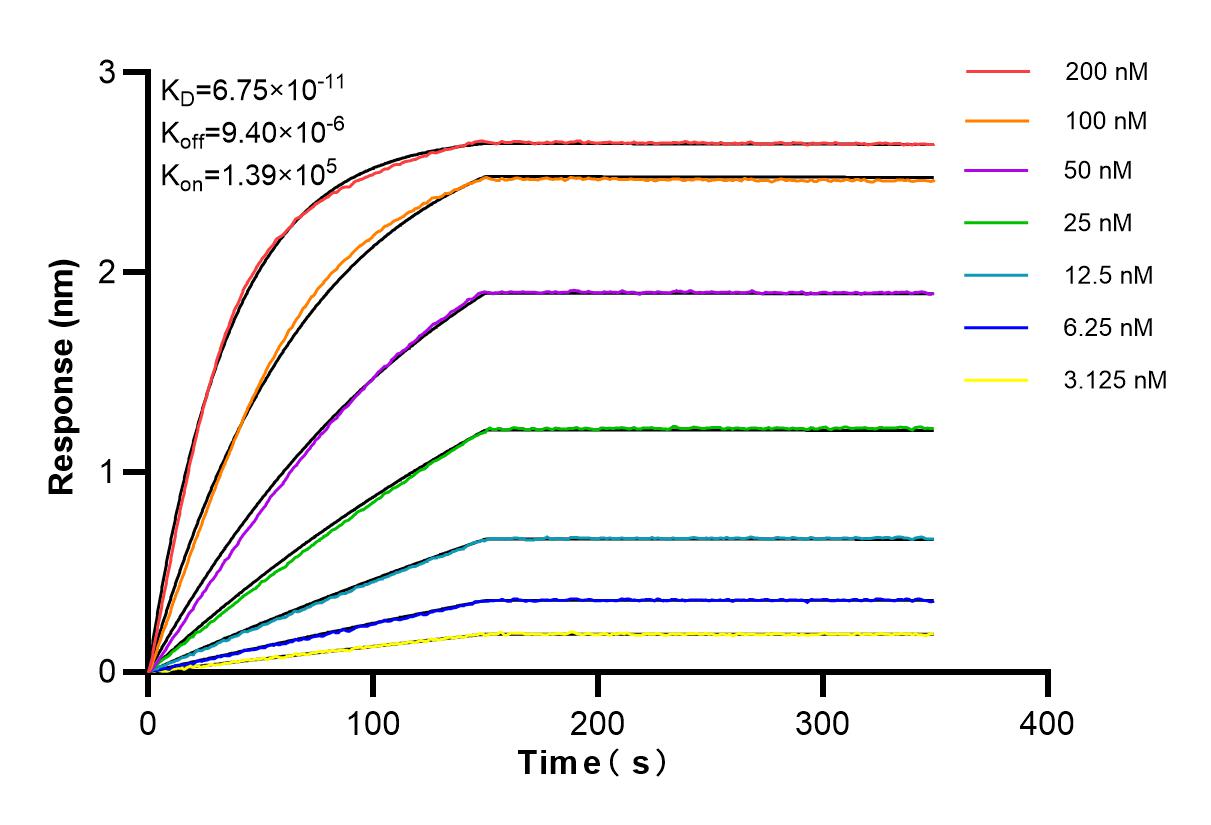 Affinity and Kinetic Characterization of 84453-1-RR