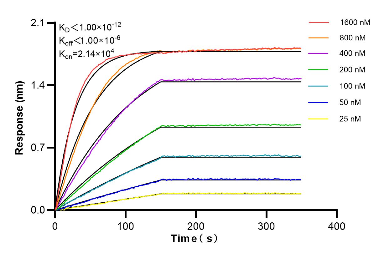 Affinity and Kinetic Characterization of 84547-2-RR