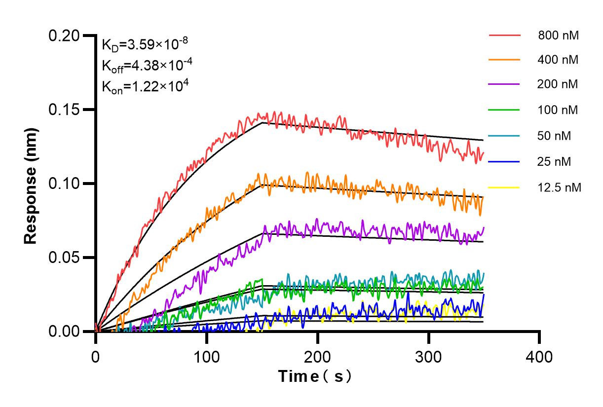 Affinity and Kinetic Characterization of 84550-1-RR