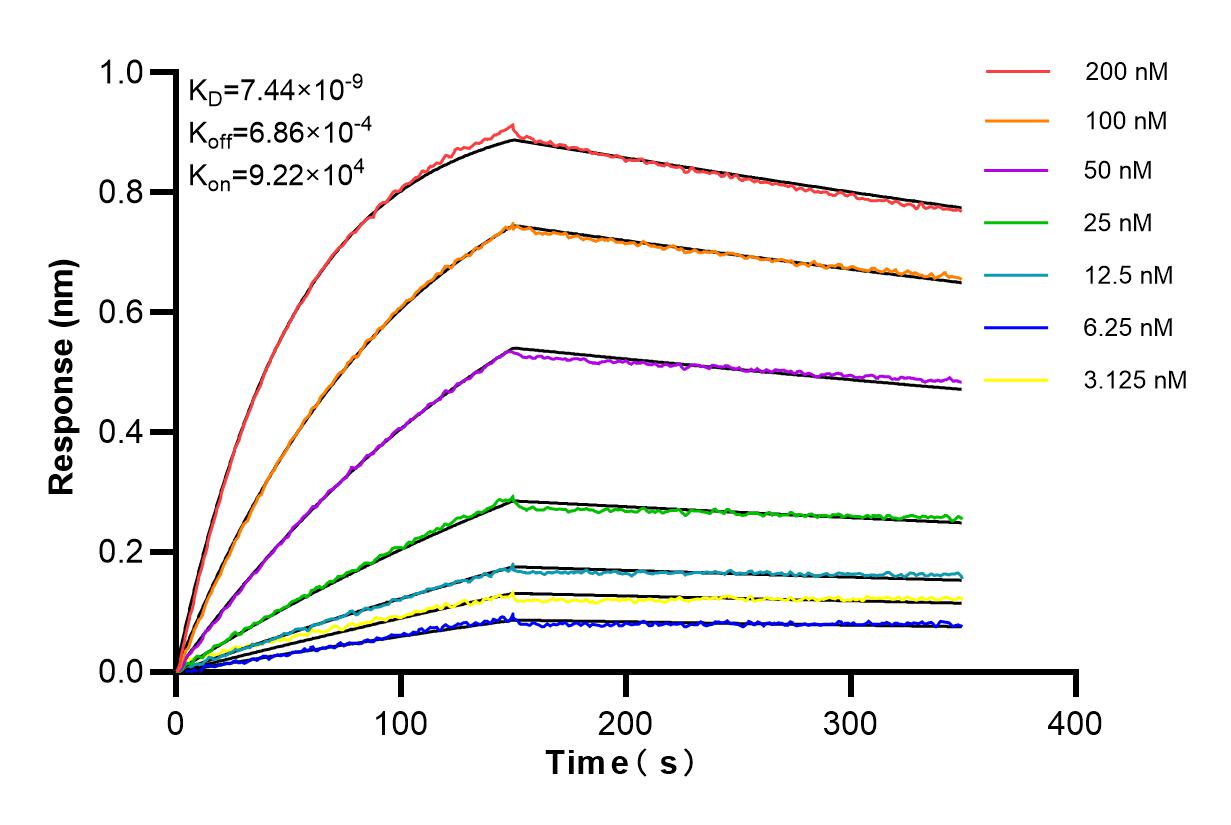 Affinity and Kinetic Characterization of 84569-1-RR