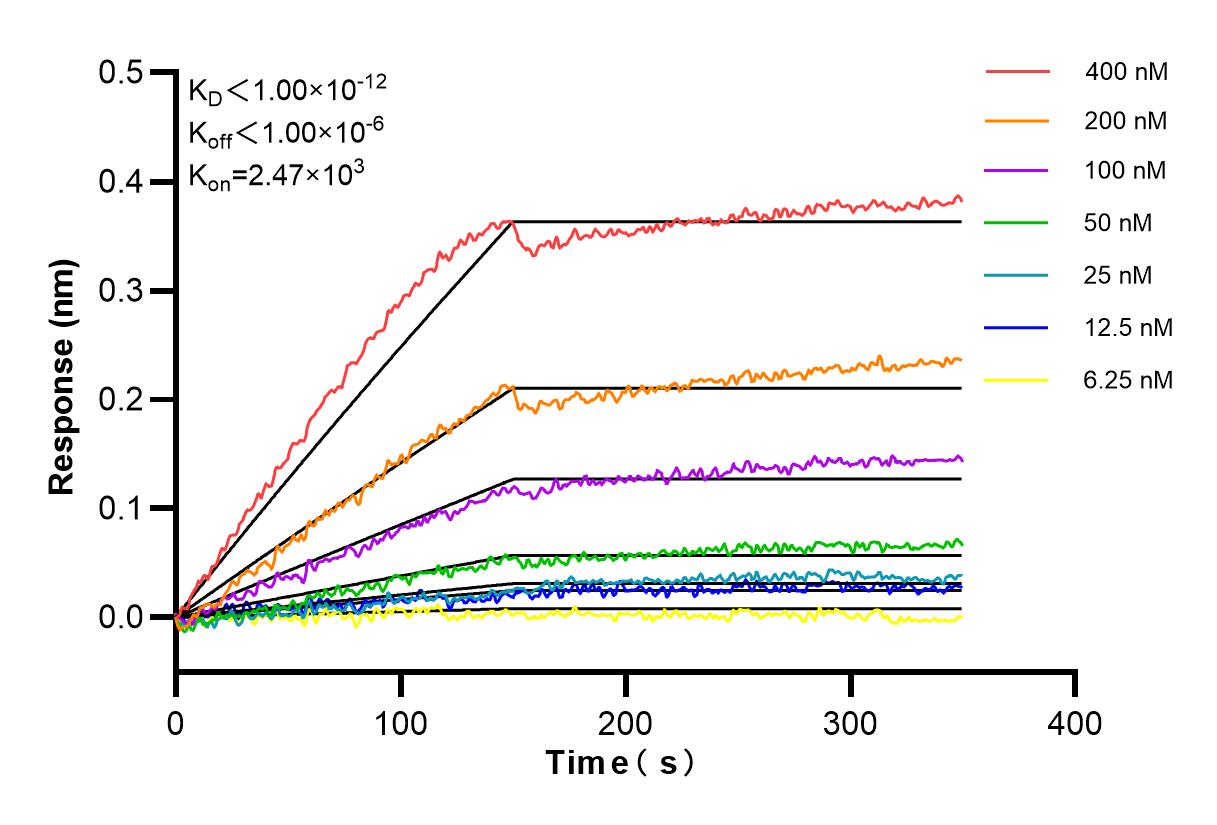 Affinity and Kinetic Characterization of 84592-1-RR