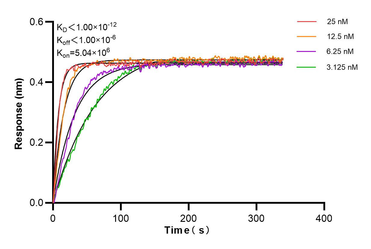 Affinity and Kinetic Characterization of 84599-5-RR