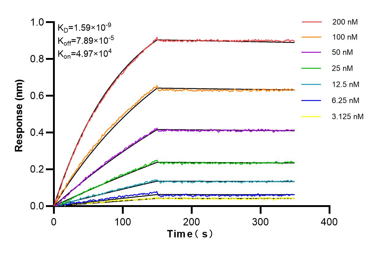 Affinity and Kinetic Characterization of 84606-6-RR