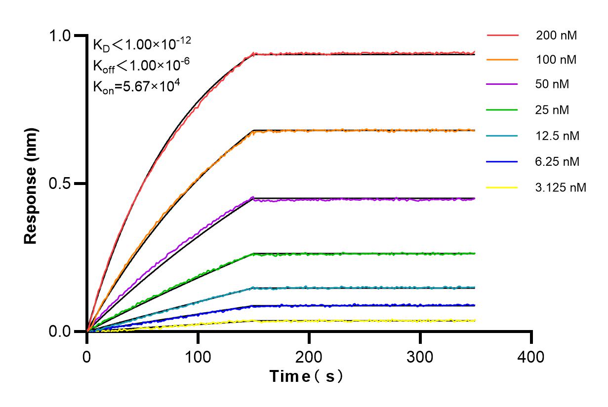 Affinity and Kinetic Characterization of 84617-7-RR