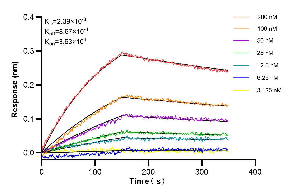 Affinity and Kinetic Characterization of 84637-1-RR