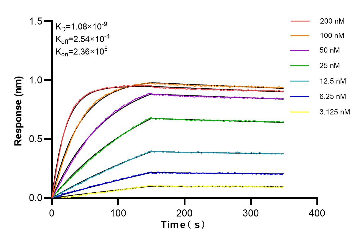 Affinity and Kinetic Characterization of 84649-2-RR