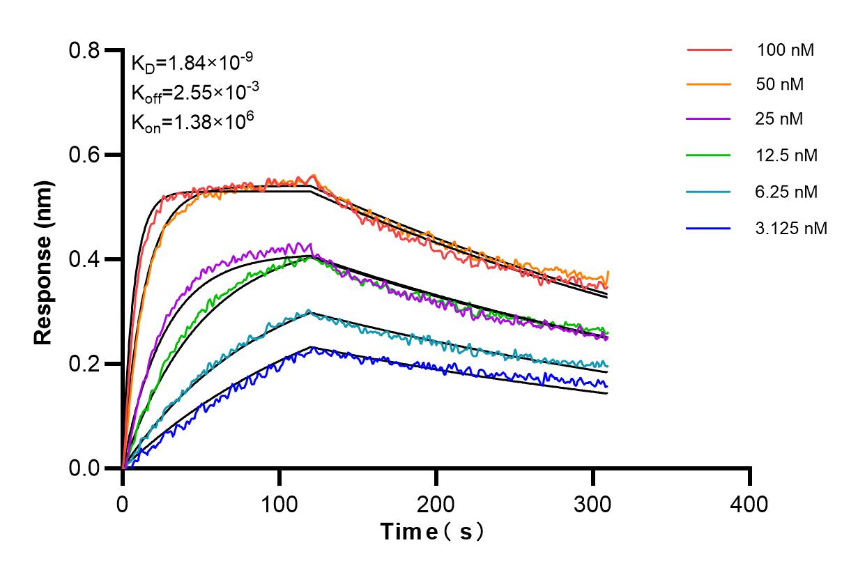 Affinity and Kinetic Characterization of 84655-5-RR