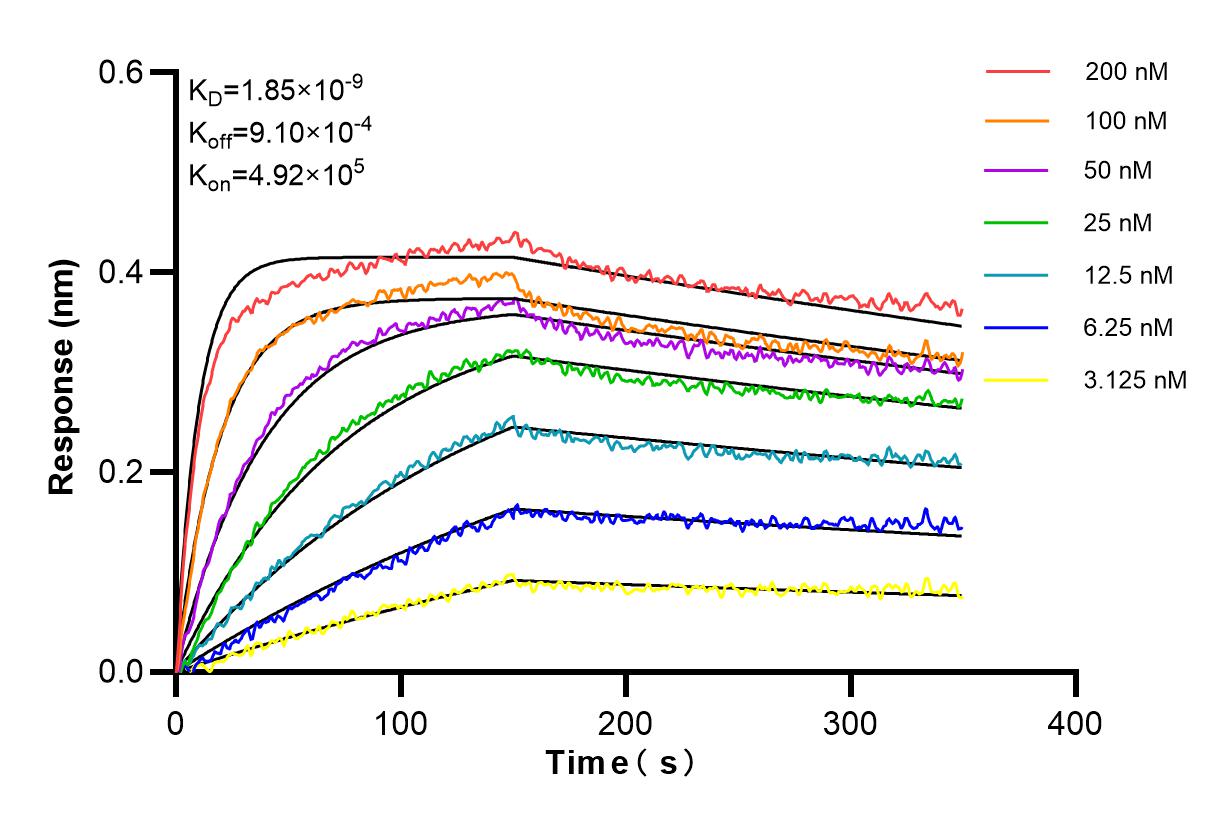 Affinity and Kinetic Characterization of 84668-4-RR