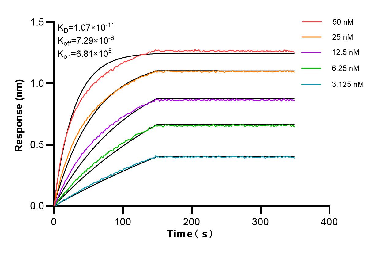 Affinity and Kinetic Characterization of 84681-1-RR