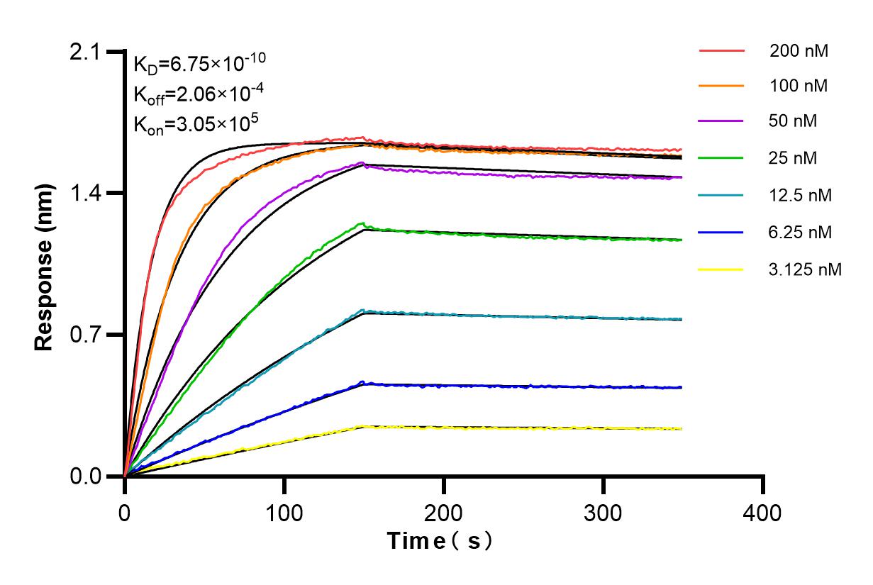 Affinity and Kinetic Characterization of 84703-3-RR