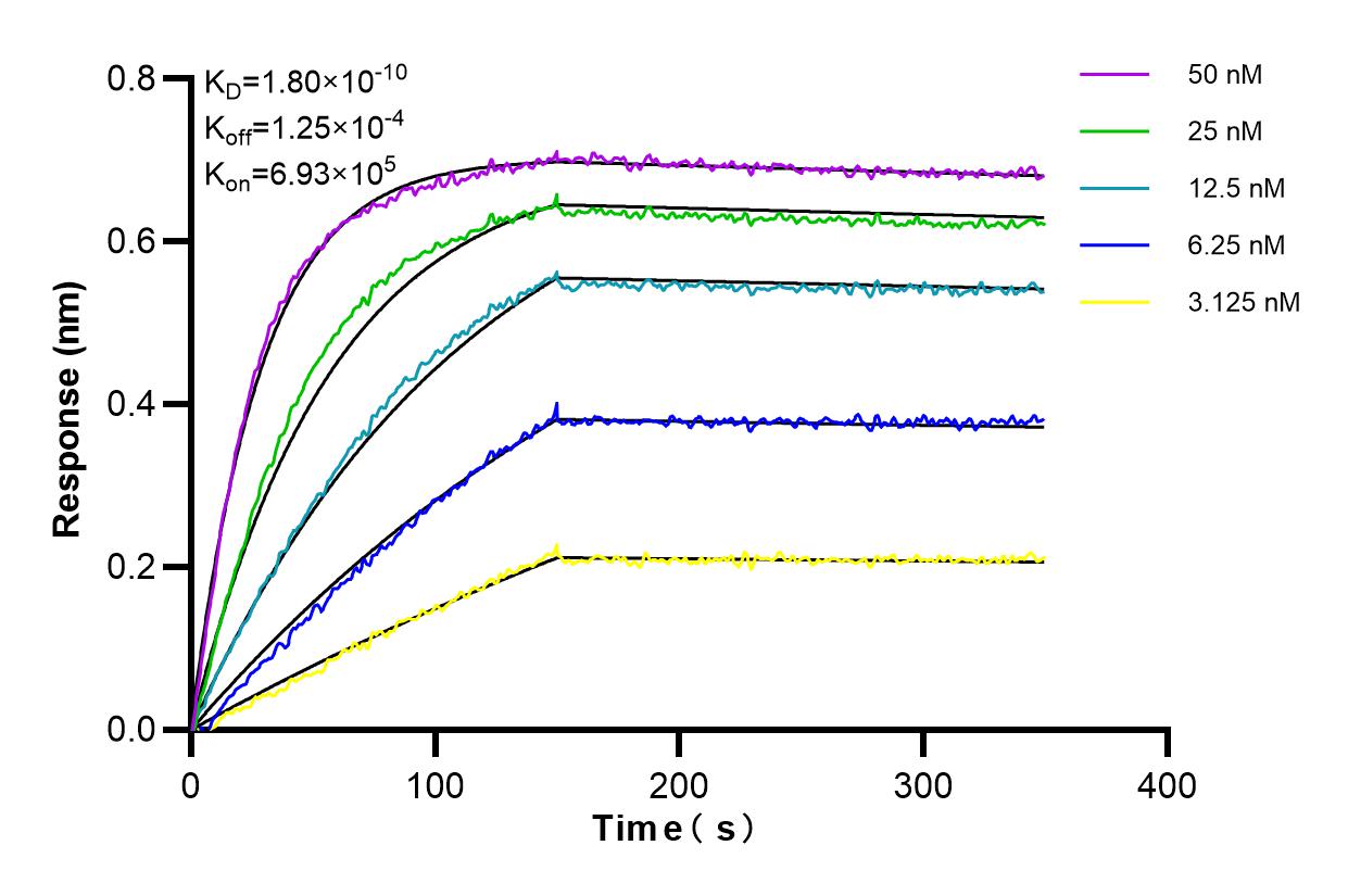 Affinity and Kinetic Characterization of 84709-3-RR