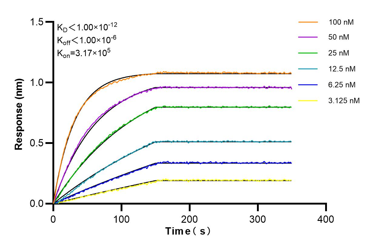 Affinity and Kinetic Characterization of 84717-1-RR