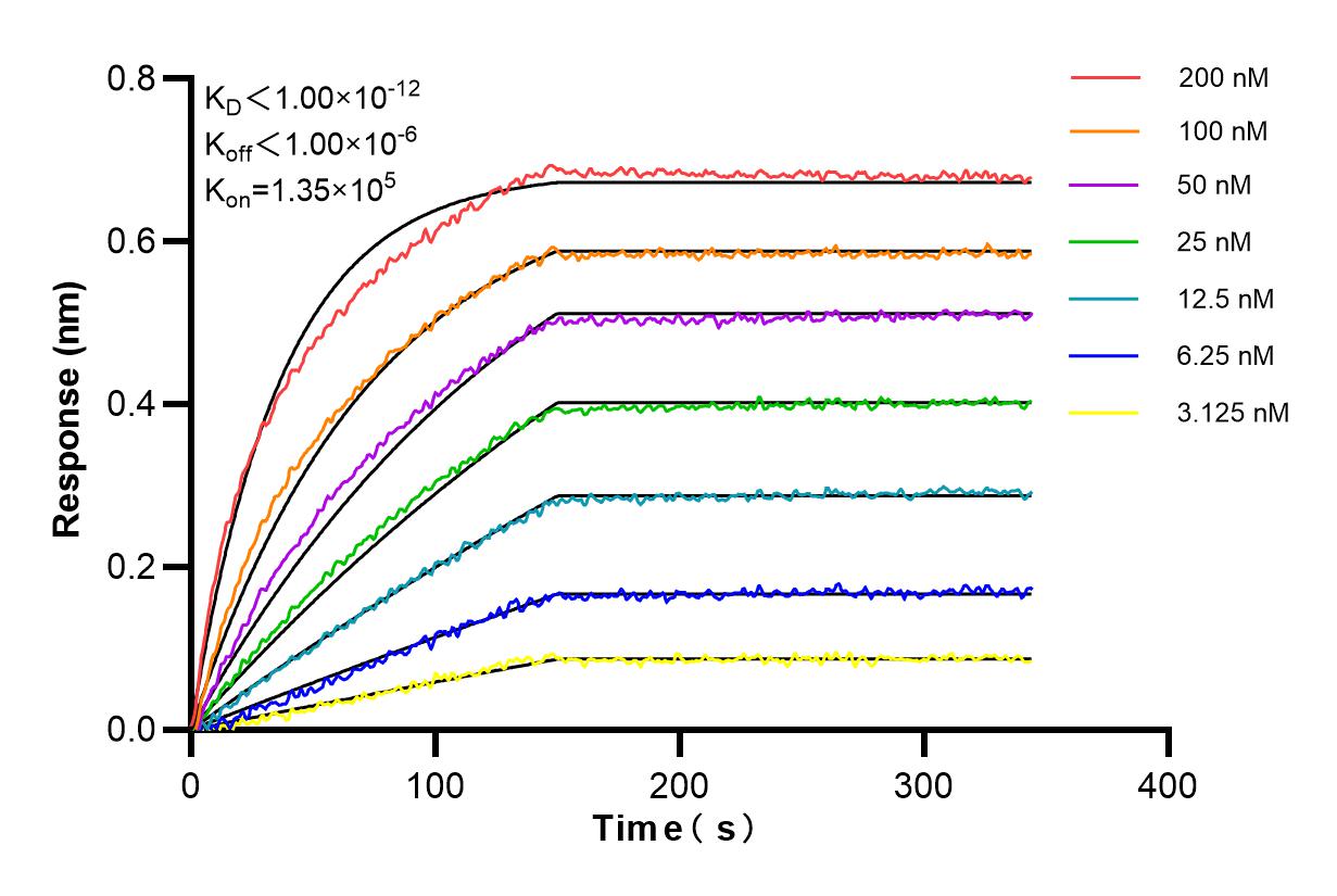 Affinity and Kinetic Characterization of 84778-2-RR