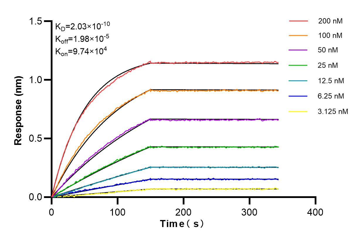 Affinity and Kinetic Characterization of 84826-1-RR