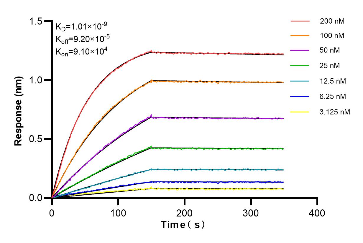 Affinity and Kinetic Characterization of 84854-5-RR