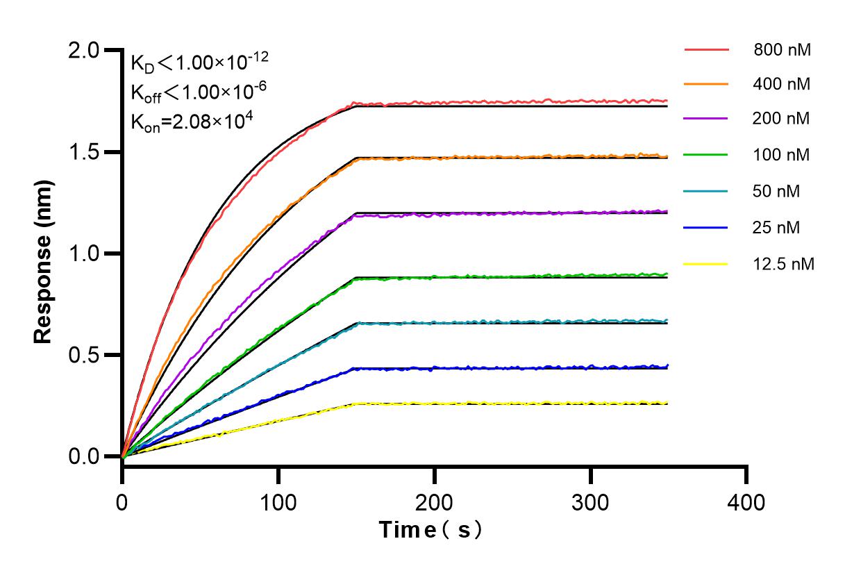 Affinity and Kinetic Characterization of 84861-5-RR