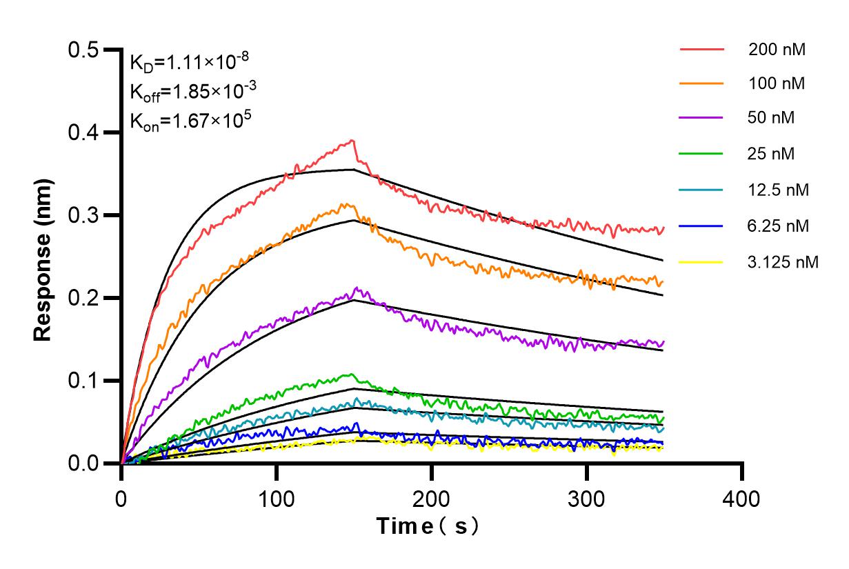 Affinity and Kinetic Characterization of 84865-4-RR