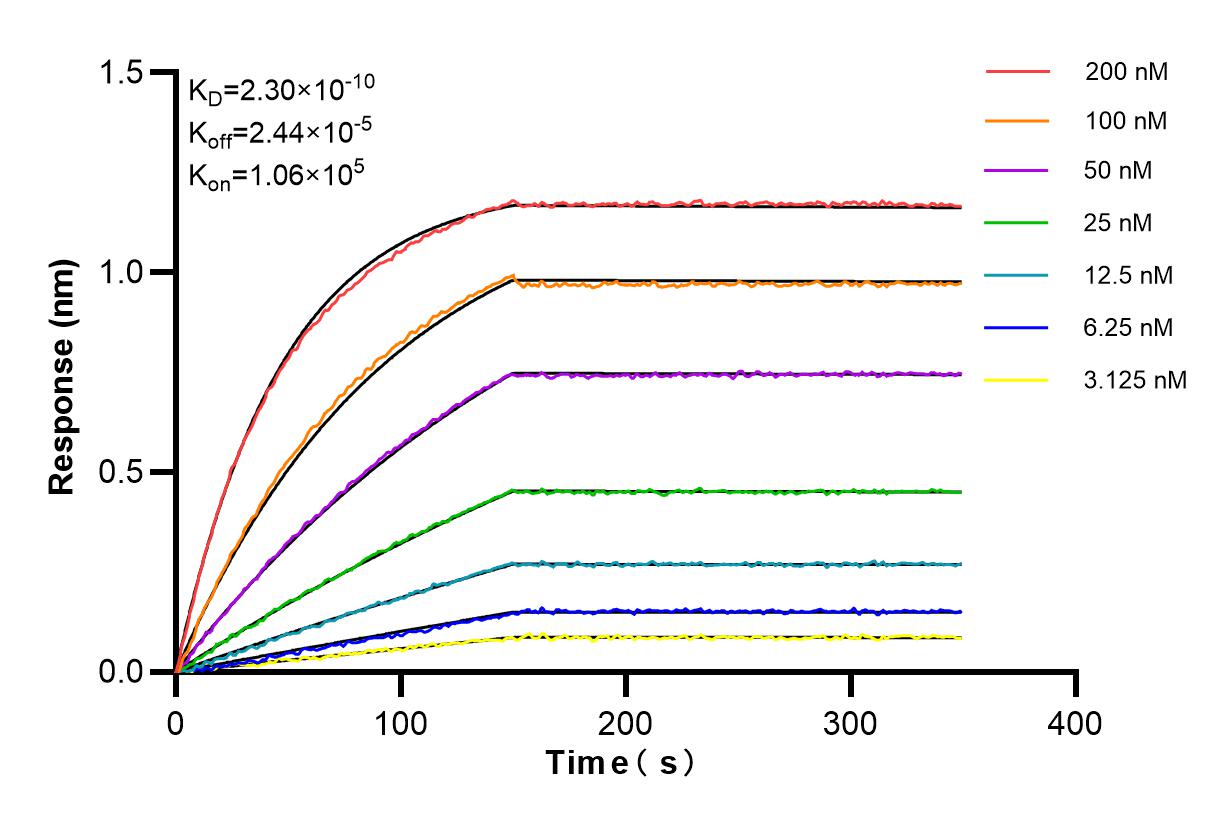 Affinity and Kinetic Characterization of 84877-5-RR