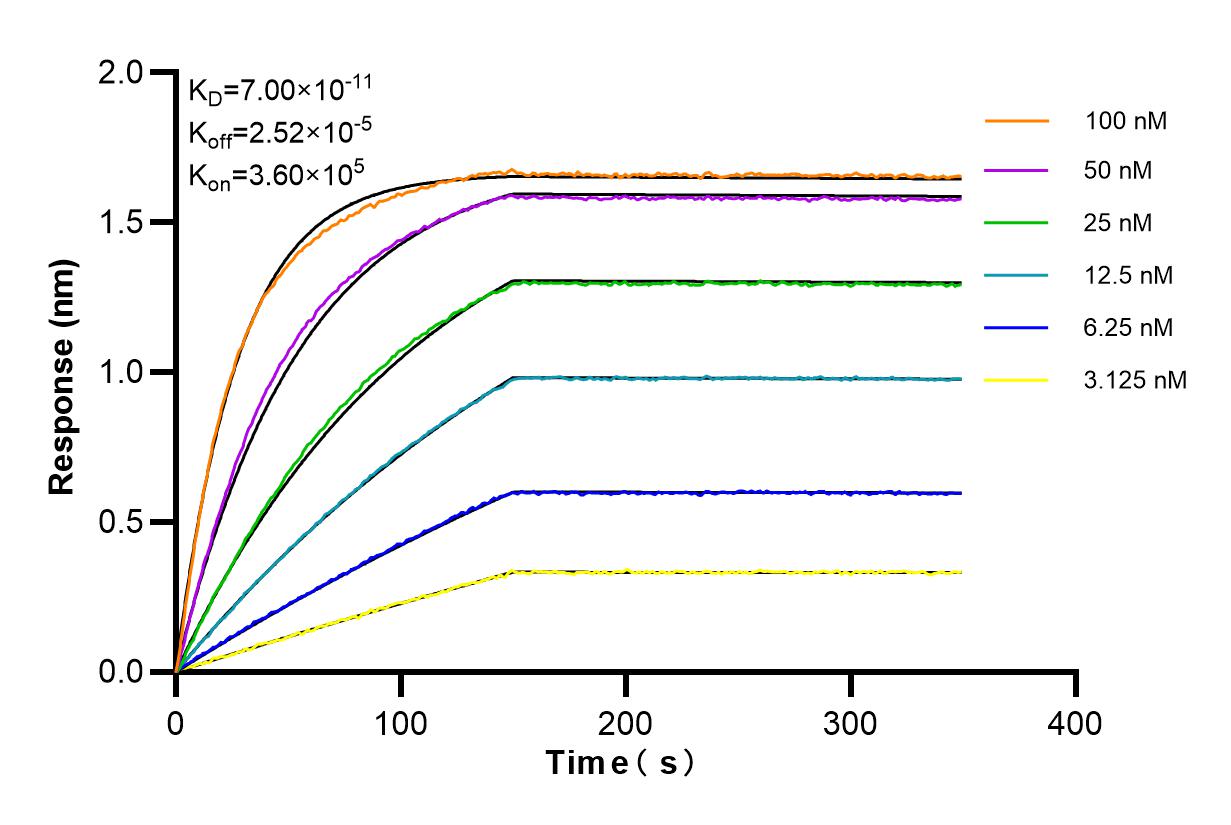 Affinity and Kinetic Characterization of 84973-1-RR