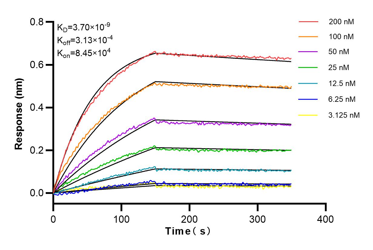 Affinity and Kinetic Characterization of 98002-2-RR