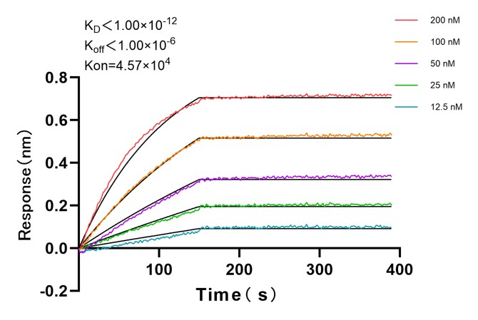 Affinity and Kinetic Characterization of 98005-1-RR