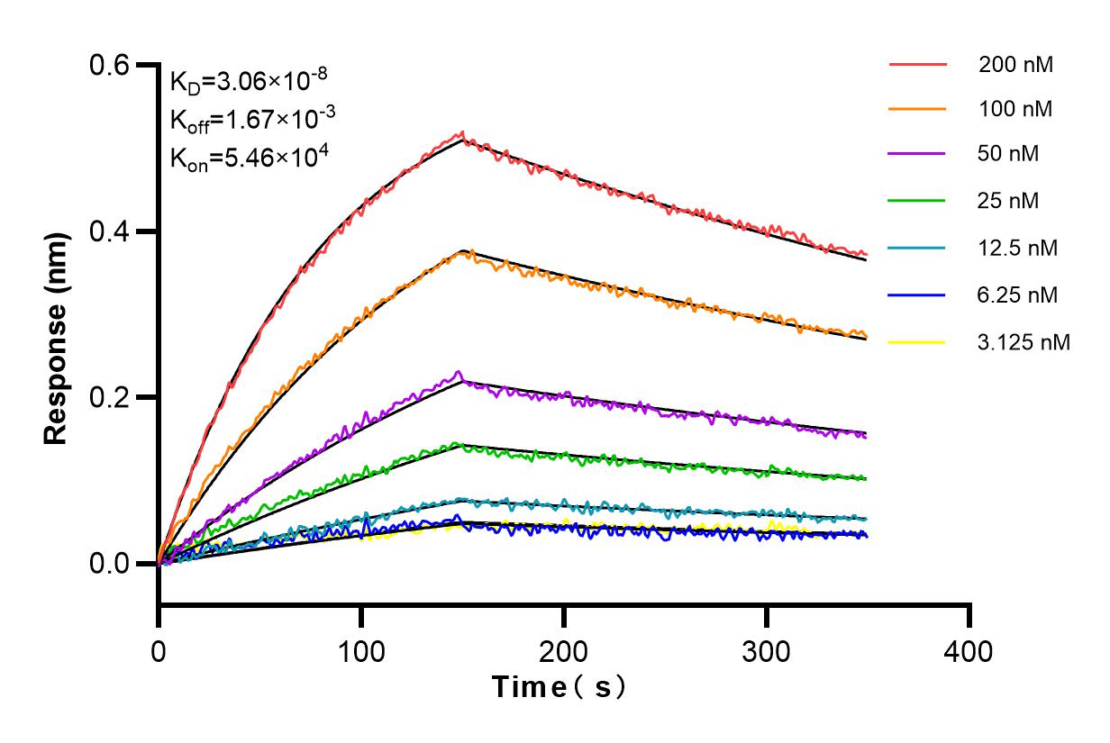 Affinity and Kinetic Characterization of 98009-1-RR