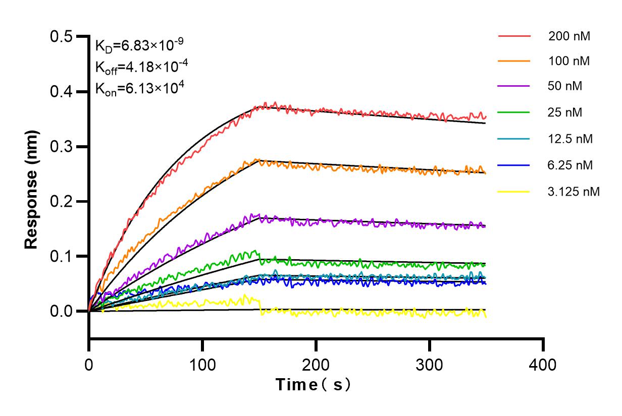 Affinity and Kinetic Characterization of 98013-1-RR