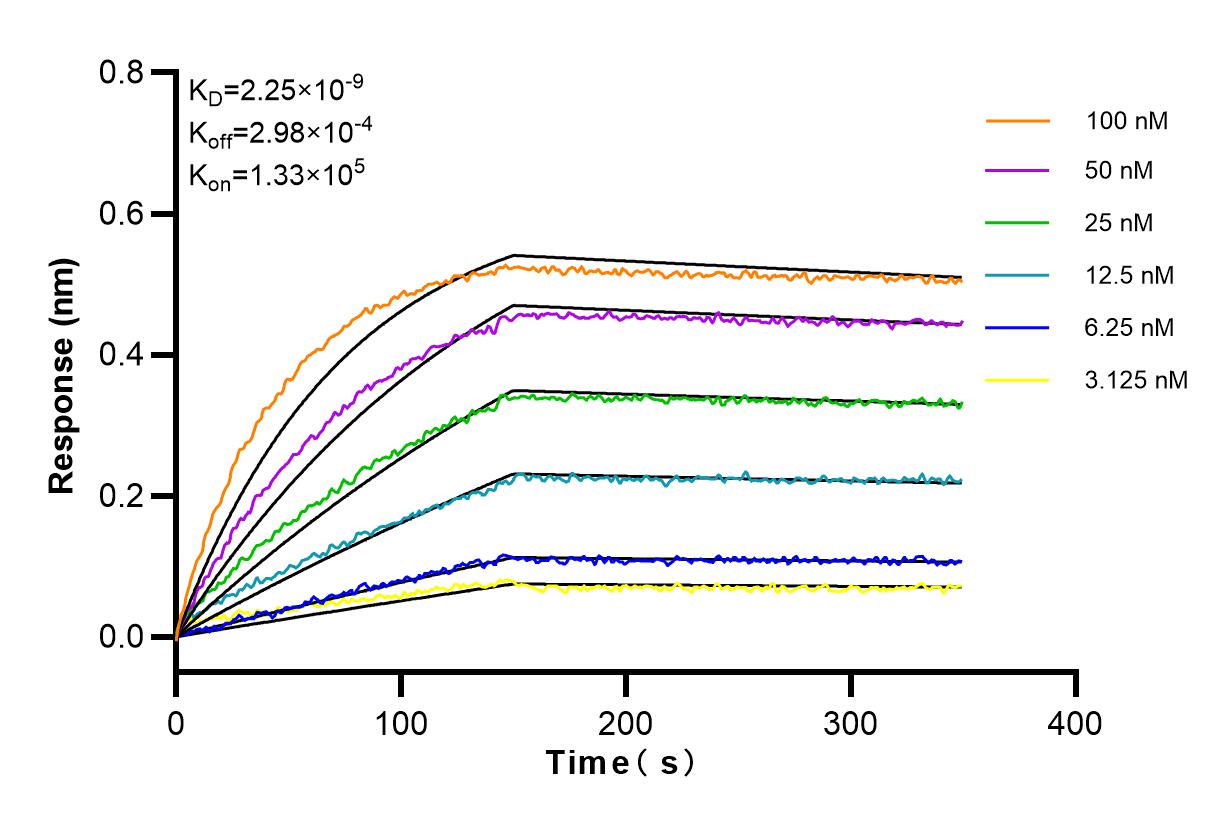 Affinity and Kinetic Characterization of 98014-1-RR