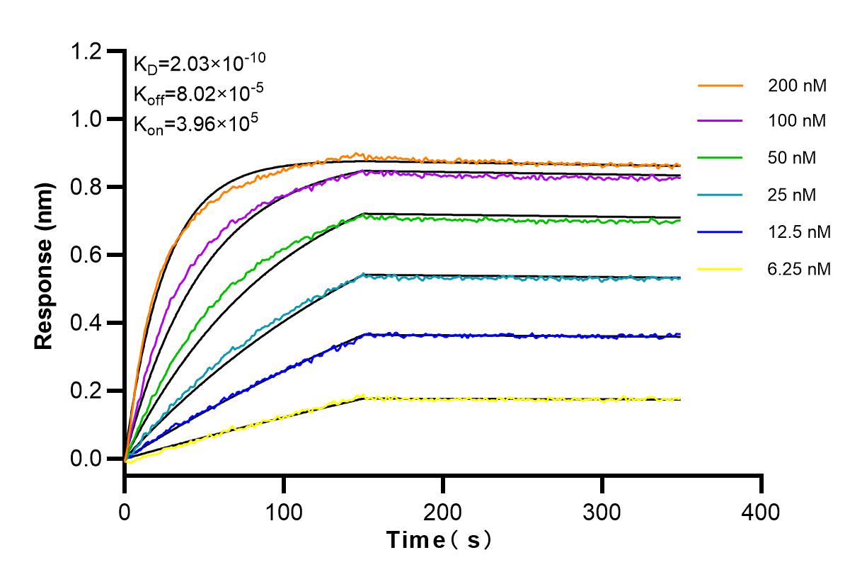 Affinity and Kinetic Characterization of 98017-1-RR