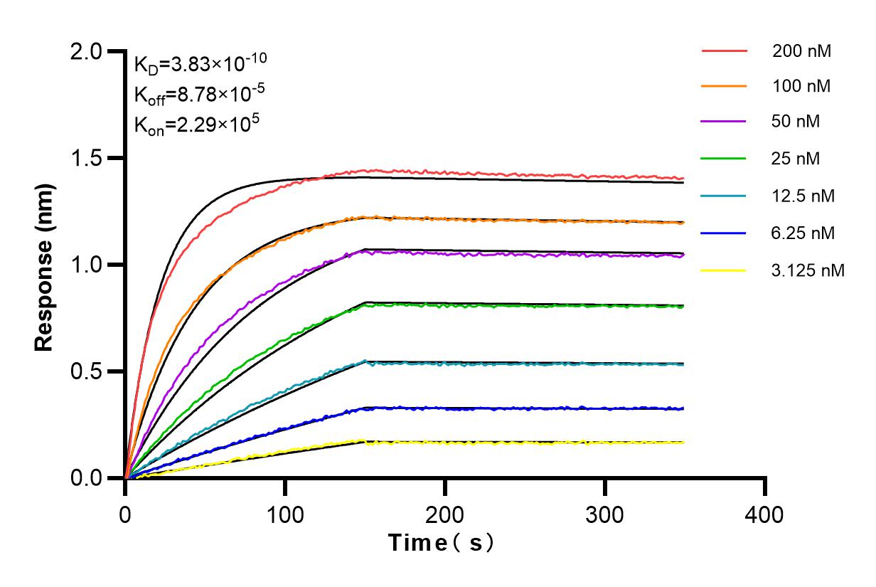 Affinity and Kinetic Characterization of 98020-1-RR