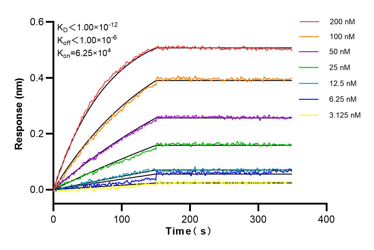 Affinity and Kinetic Characterization of 98023-1-RR