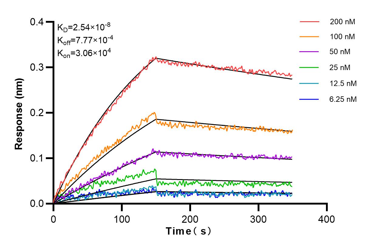 Affinity and Kinetic Characterization of 98025-1-RR