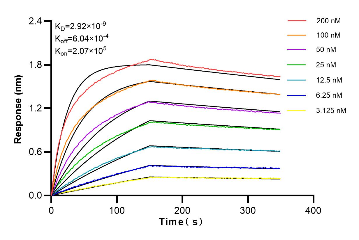 Affinity and Kinetic Characterization of 98027-1-RR