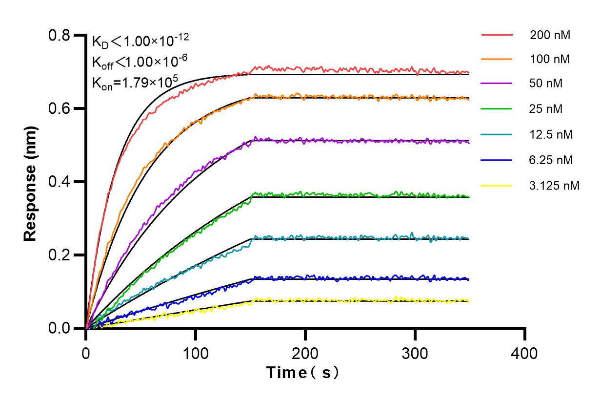 Affinity and Kinetic Characterization of 98028-1-RR