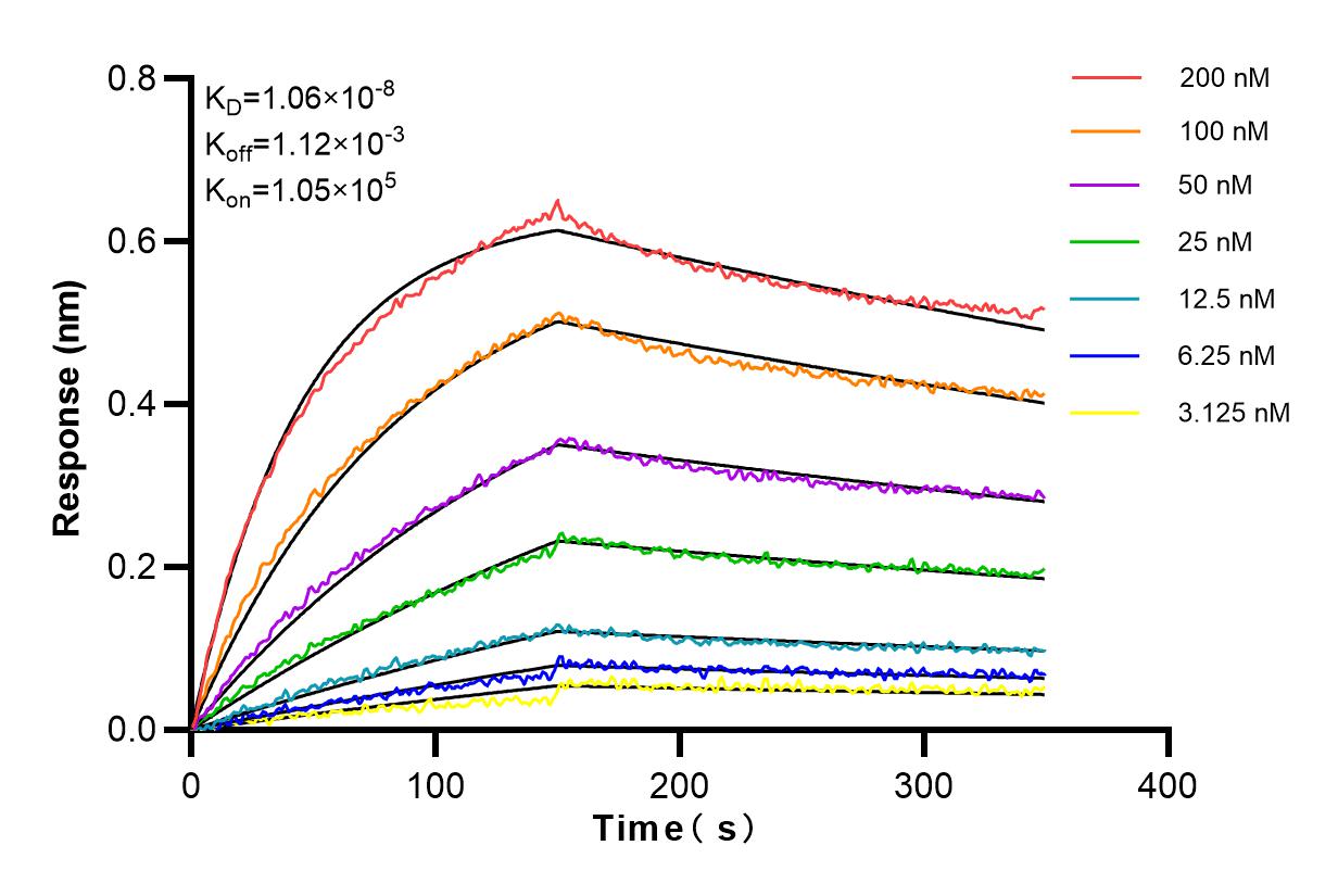 Affinity and Kinetic Characterization of 98029-1-RR