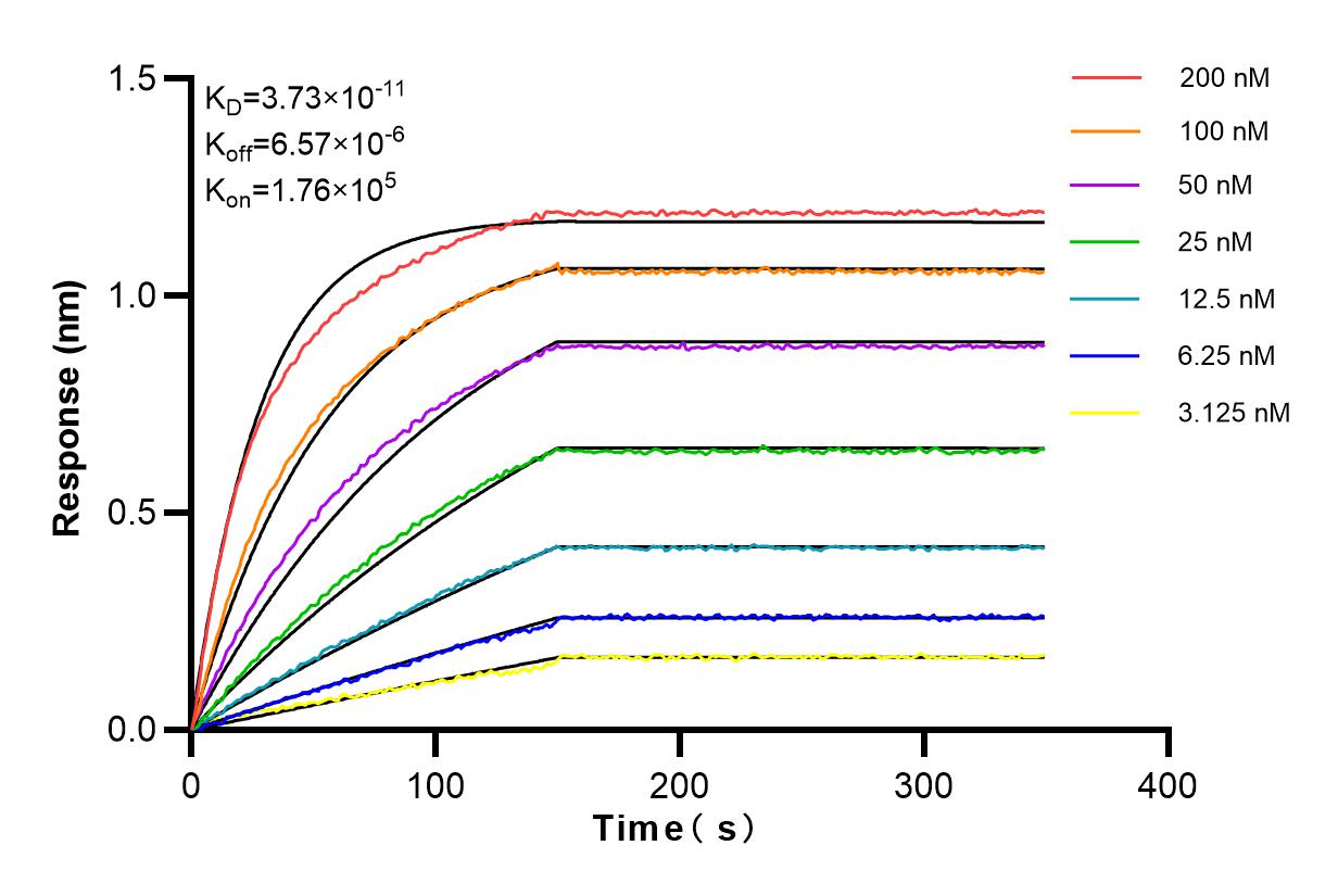 Affinity and Kinetic Characterization of 98030-1-RR