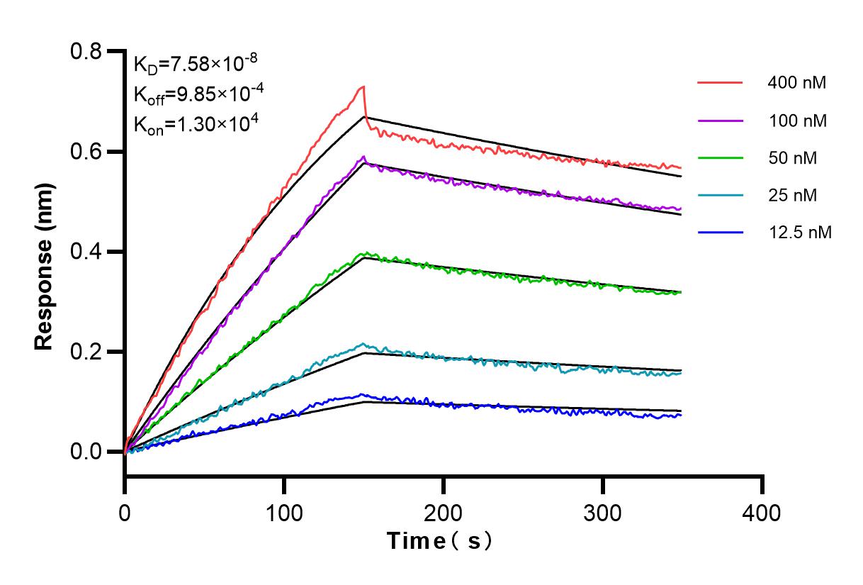 Affinity and Kinetic Characterization of 98031-1-RR