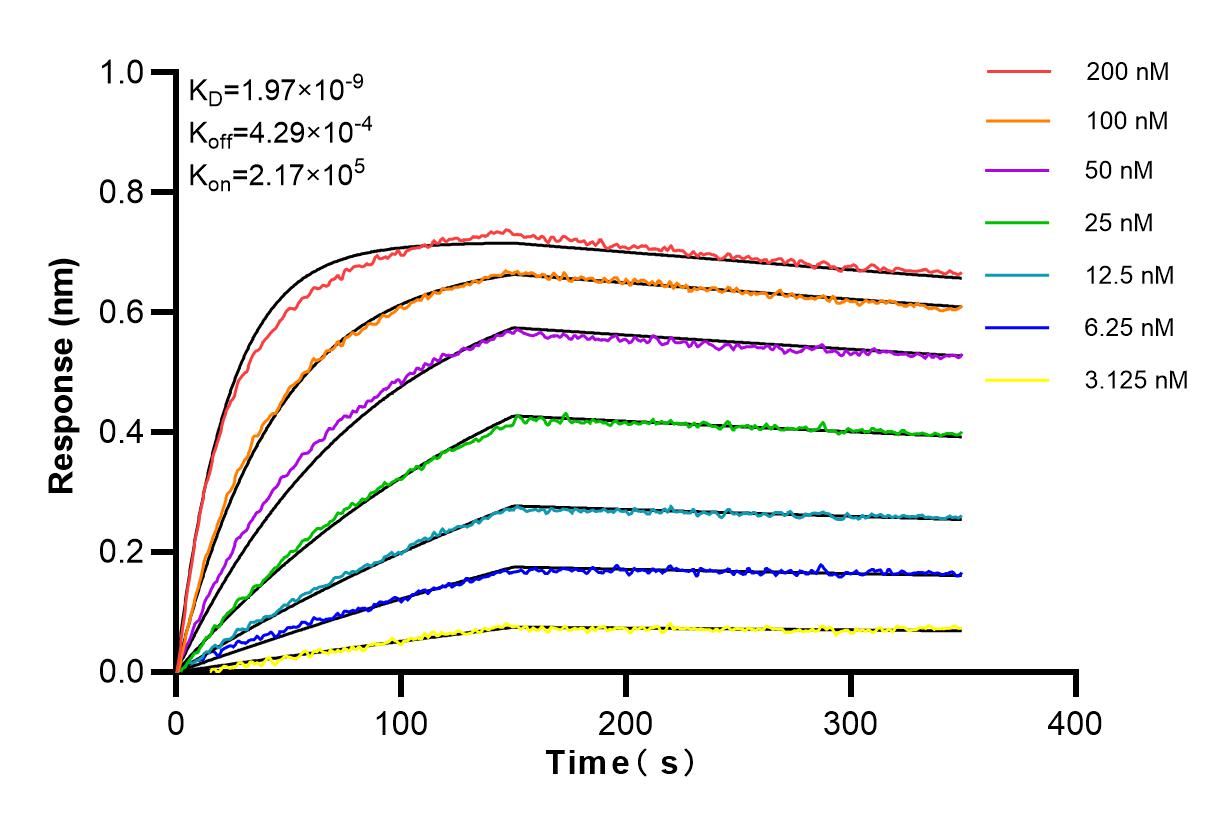 Affinity and Kinetic Characterization of 98034-1-RR