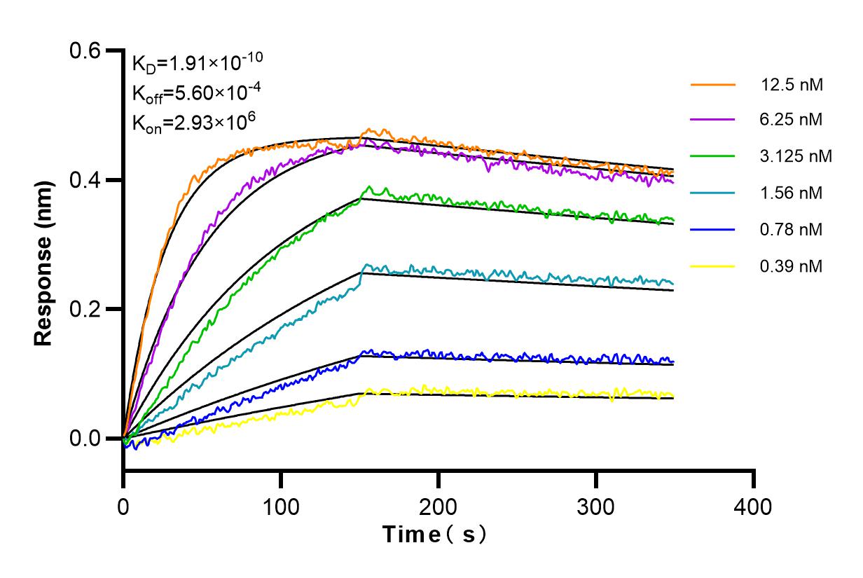 Affinity and Kinetic Characterization of 98034-2-RR