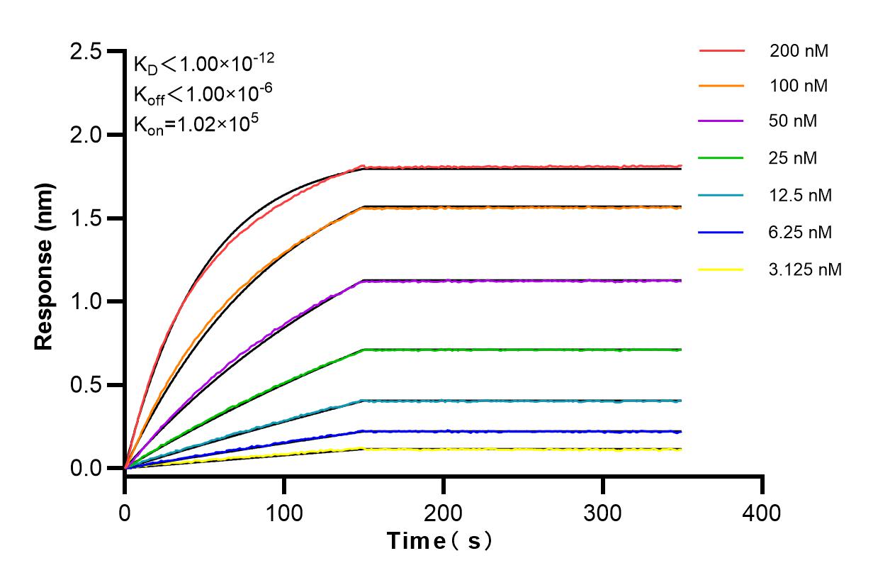 Affinity and Kinetic Characterization of 98036-1-RR