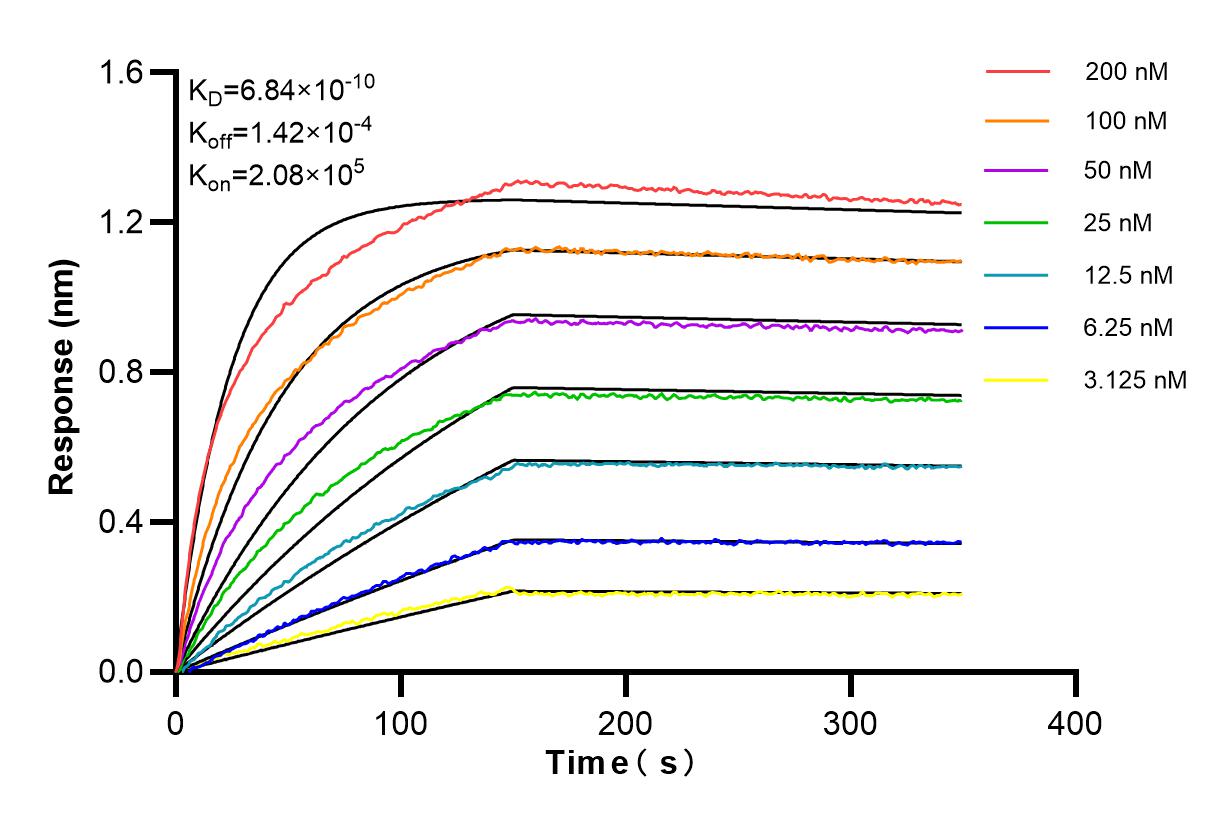 Affinity and Kinetic Characterization of 98037-2-RR