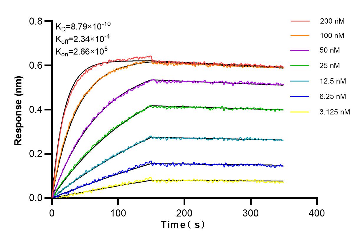 Affinity and Kinetic Characterization of 98039-1-RR