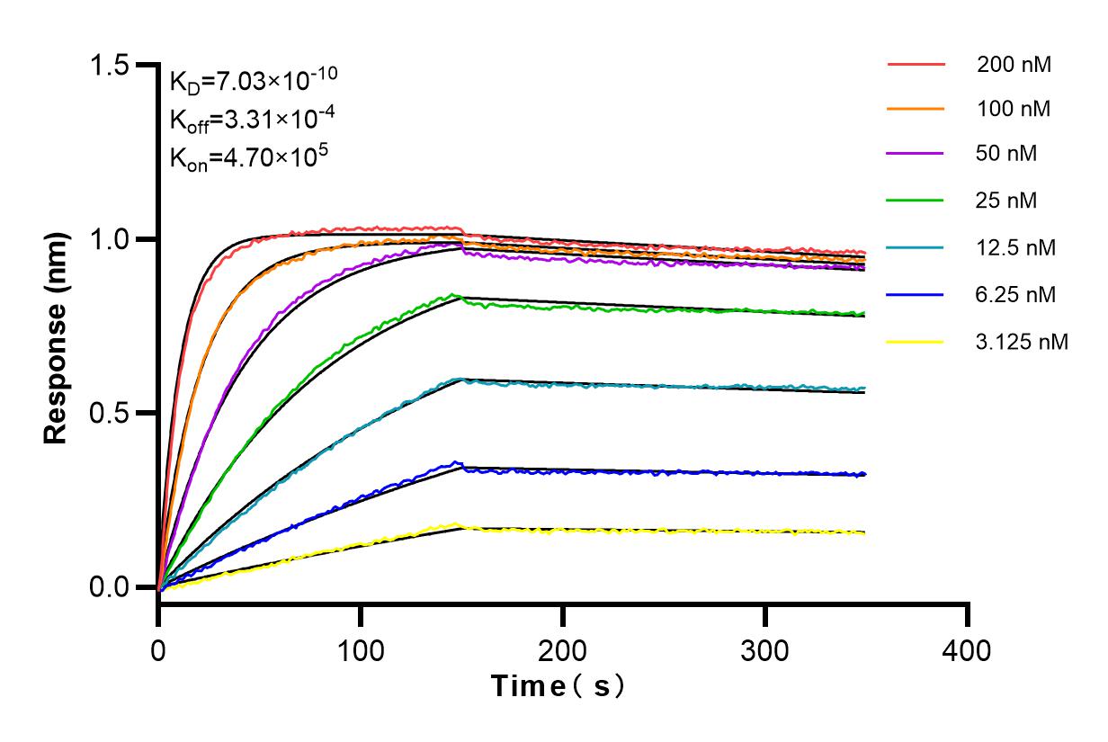 Affinity and Kinetic Characterization of 98040-1-RR